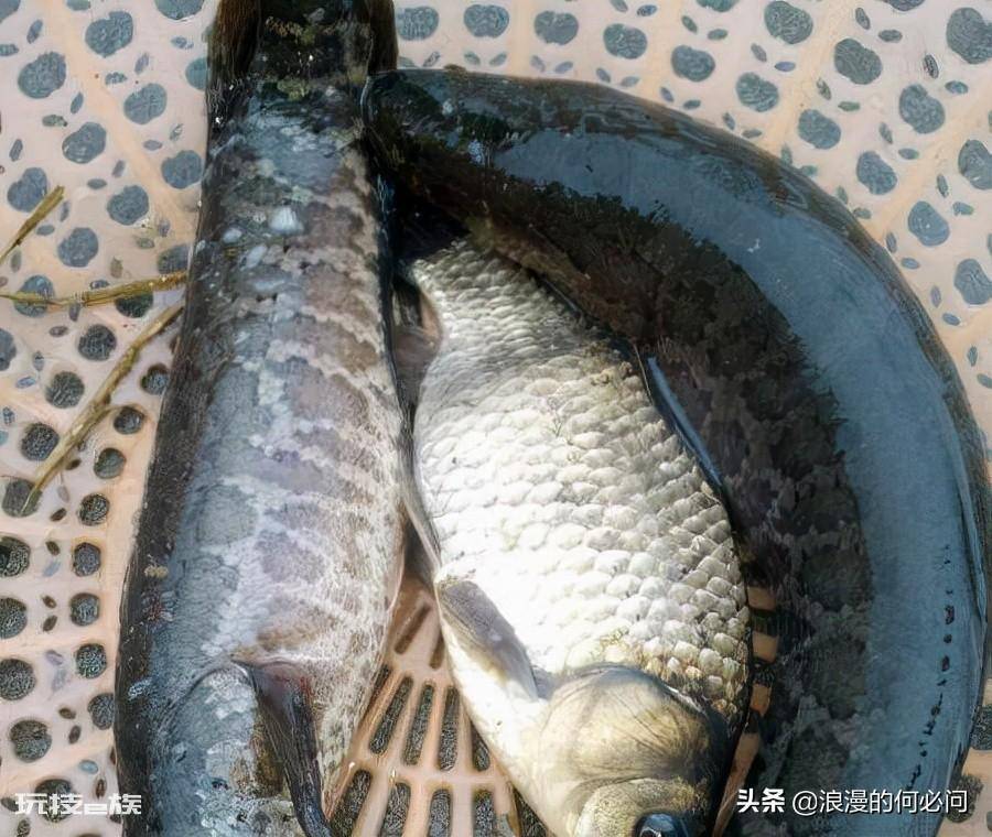 江西30个特色菜介绍(江西省代表家常菜美食及其做法)-图片8